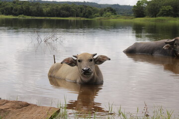 cows in the river