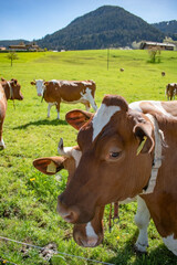 Beautiful swiss cows. Alpine meadows. farm.  