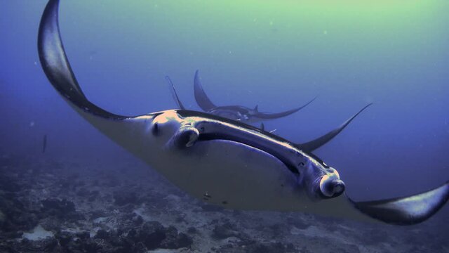 3 in 1 clip: A group of three Reef Manta Rays (Mobula alfredi) swimming behind each other towards the camera. Very close, close up. Underwater Wide Angle View. Maldives, Indian Ocean. Blue Background