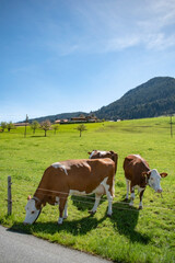 Beautiful swiss cows. Alpine meadows. farm.  