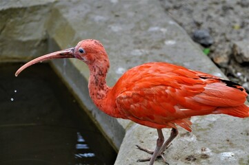 ibis © Dariusz