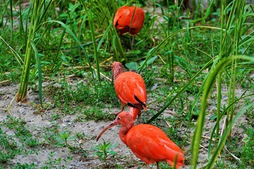 ibis © Dariusz