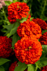 Red Mums
