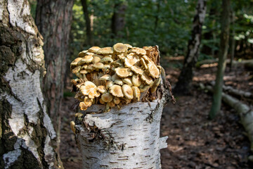 Kleine paddestoelen op beukenstam