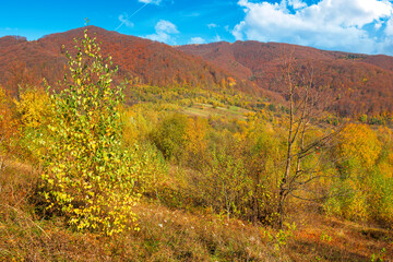 Obraz premium autumnal nature scenery in mountains. birch trees in colorful foliage on the meadow. primeval beech forest in fall foliage on the hill. warm sunny day with fluffy clouds on the sky