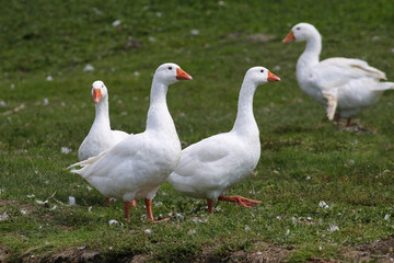 Naklejka na ściany i meble Three white domestic geese on the grass