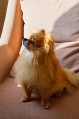 a small, red-haired dog, on a pink chair in the bright rays of the sun, close-up