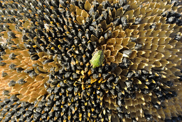 Green shield bug (Palomena prasina) sitting on sunflower rie head with seeds