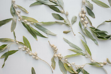background with branch of Elaeagnus argentea. rabbitberry. silverberry.  © arymer