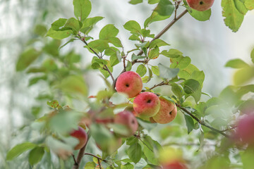 Branch with ripe apples, bokeh, selective focus. Summer, autumn, harvest concept