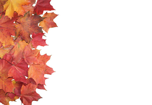 Vertical frame made of autumn maple leaves . Space for text.
