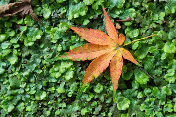 落ち葉、もみじ、緑、紅葉、苔、赤、黄色
