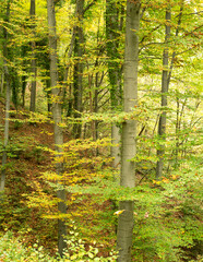 Autumn forest, change of seasons