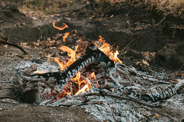 Bonfire in the autumn forest. Trekking, adventure and seasonal vacation concept