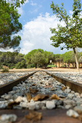 tracks of a train in the middle of the forest