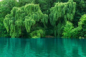green willow on the shore of the blue lake