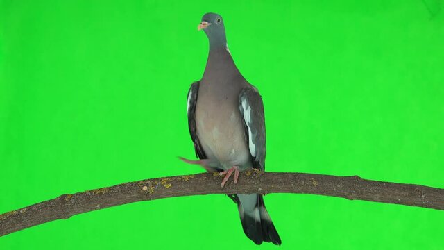 common wood pigeon (columba palumbus) sits on a branch on a green screen. studio