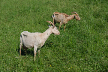 Zwei Ziegen / Hausziegen stehen im grünen Gras auf einer Weide und grasen (Nutztiere / Haustiere)