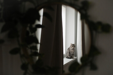 funny cat in a cozy home interior