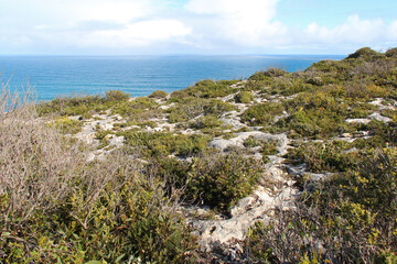 Fototapeta na wymiar wild vegetation and littoral at kangaroo island (australia)