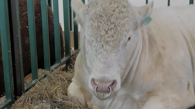 Portrait of large white Charolais or Charolaise bull resting and lying on ground at agricultural animal exhibition, cattle trade show - french breed. Farming, agriculture industry concept