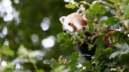 red panda in a tree