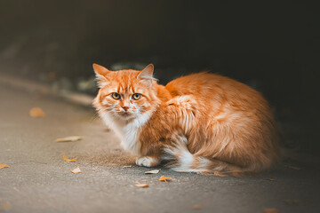 Naklejka na ściany i meble A beautiful red tabby long-haired cat is sitting on the road, on which birch yellowed leaves lie on an autumn day. September.