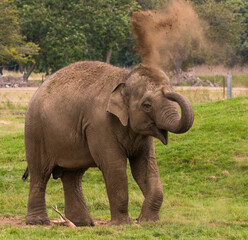 Elephant throwing dirt