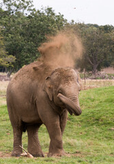 Elephant playing with dirt