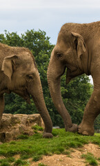 Two elephants