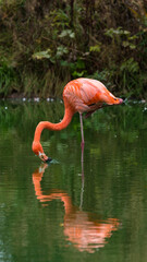 pink flamingo in water