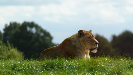 lion in the grass
