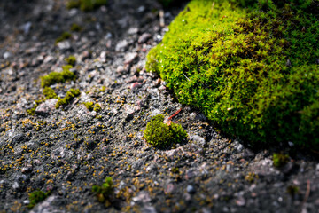 old cracked and weathered broken floor of cement and stone, with grass and moss growing.