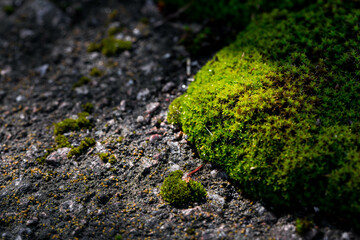 old cracked and weathered broken floor of cement and stone, with grass and moss growing.