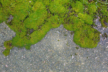 old cracked and weathered broken floor of cement and stone, with grass and moss growing.