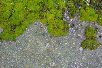 old cracked and weathered broken floor of cement and stone, with grass and moss growing.