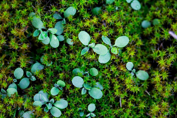 Close-up of freshness green moss growing covered on stone floor with water drops in the sunlight,...