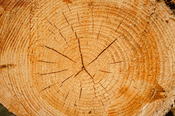 Naklejka premium Wood texture of cutted tree trunk, close-up