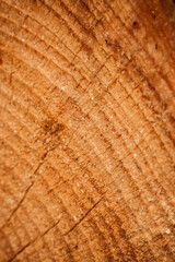Wood texture of cutted tree trunk, close-up