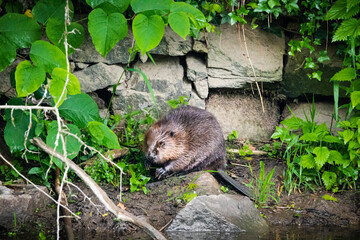 08.06.2020, GER, Bayern, Passau: Biber (Castor fiber) putzt sich am Ufer des Flusses Ilz