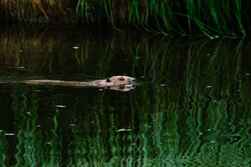 08.06.2020, GER, Bayern, Passau: Biber (Castor fiber) schwimmt im Fluss Ilz