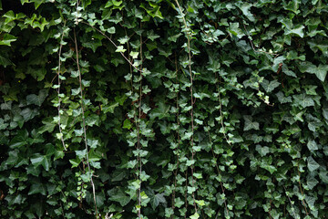 ivy hedge