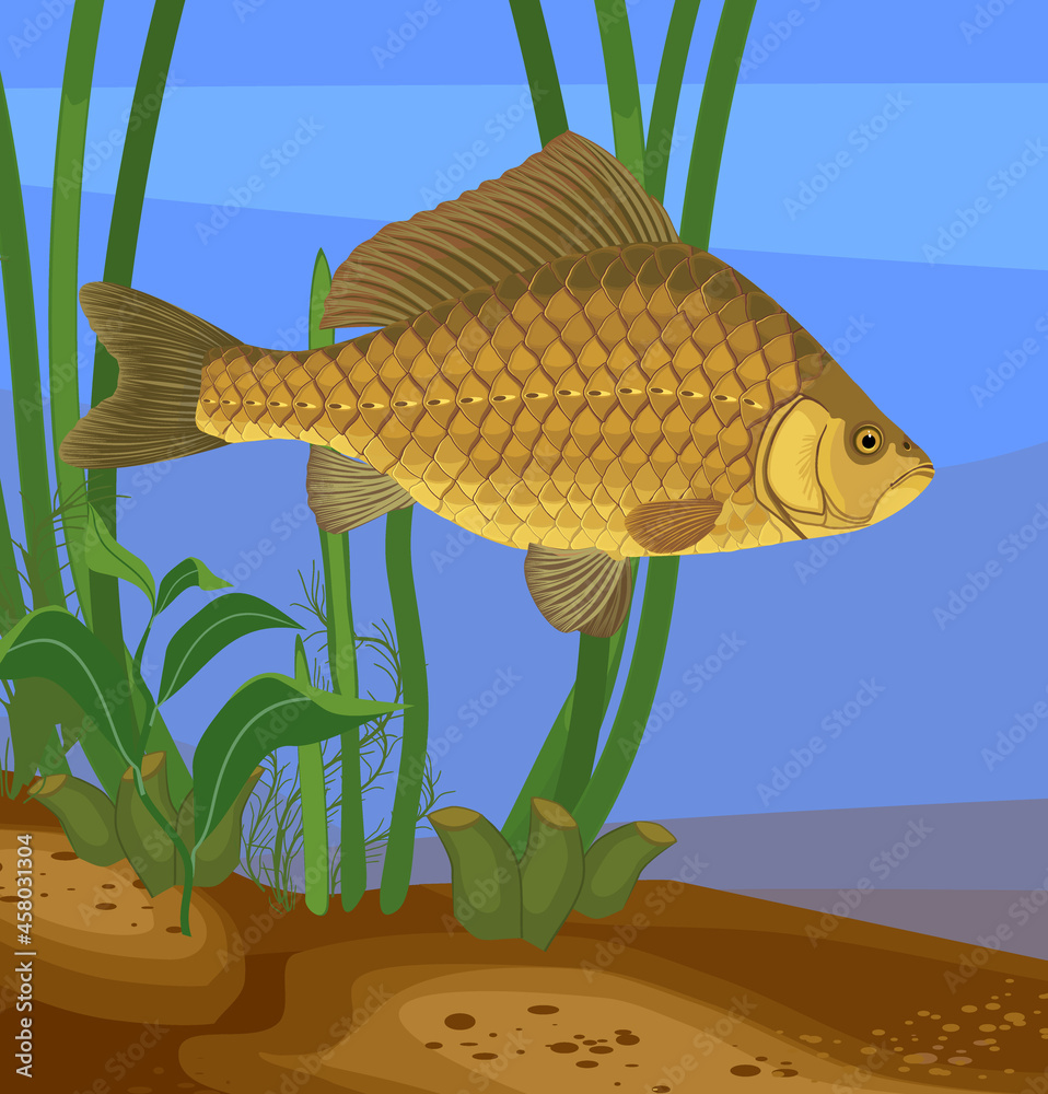 Wall mural crucian carp (carassius) freshwater fish underwater