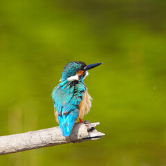 Bird Common Kingfisher on a branch
