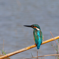 Common Kingfishe on a branch, in nature, in Thailand