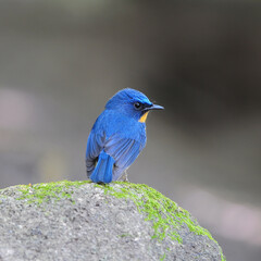 Bird hill blue flycatcher
