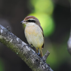 Bird Tiger Shrike (Lanius cristatus), Thailand