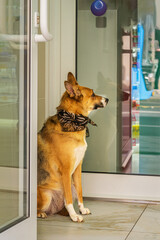 Cute dog in neckerchief is patiently waiting for its owner at door of store