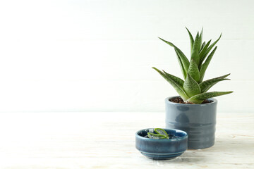Pot with aloe plant and bowl with gel on white wooden table