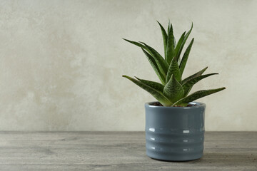 Pot with aloe vera plant on gray textured table